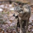 Abattage des loups : période de reproduction et districts francs
