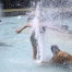 Canicule : la Suisse romande placée en danger fort, niveau 4
