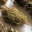 Chauffeur déclare 117 kg de cannabis à la douane germano-suisse