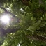 Exposition à Genève : arbres remarquables et leurs jardiniers