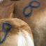 Ramiswil (SO) : 122 chiens euthanasiés, risques sous-estimés