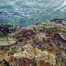 Grande Barrière de corail : l'Unesco alerte sur son état préoccupant
