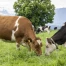 La moitié des bovins privés d'estivage en France a trouvé un plan B