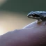 La grenouille rousse menacée en basses altitudes en Suisse