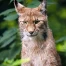 Lynx retrouvé mort lundi sur la route au col de la Givrine (VD)