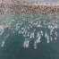 9162 passionnés ont traversé le lac de Zurich à la nage