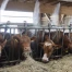 Neuchâtel : mesures d'urgence pour l'agriculture en sécheresse