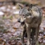 Le Tessin autorise l'abattage d'un loup dans la vallée de Blenio