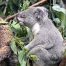 Au zoo de Zurich, le koala champion de la détente face à la chaleur