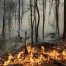 Forêt de Fontainebleau : les incendies ont ravagé plus de 1900 ha