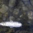 Sécheresse dans le canton de Neuchâtel : sauvetage de poissons en rivière