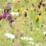 Tarier des prés : un oiseau menacé par la fauche tardive en Suisse