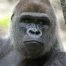 Bâle : Yeba, le gorille du zoo, tue le bébé de sa femelle Joas