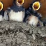 Yverdon adopte un plan pour protéger hirondelles, martinets et chauves-souris
