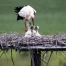 La population de cigognes blanches a presque décuplé en Suisse en 25 ans