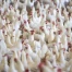 Pétition pour mieux protéger les animaux et réviser la loi suisse