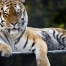 Tinka, la tigresse emblématique du zoo de Servion, est morte à 23 ans