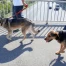 À Chiasso, les propriétaires de chiens devront nettoyer leur urine sur les trottoirs