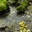 Tine de Conflens fermée : risque de chute d’arbres et de pierres
