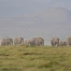 Kenya : enquête sur la mort de 15 éléphants dans le parc d’Amboseli