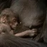 Naissance d’un bébé gorille au zoo de Zurich : première portée de Mayumi