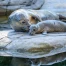 naissance d’un bébé phoque au parc animalier de Berne