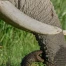 Kenya : 15 éléphants morts à Amboseli, intoxication au cyanure suspectée