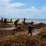 Le Mexique lutte contre un échouement massif de sargasses sur ses plages