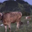 Nouveau virus détecté chez des bovins en Suisse : l'IVI confirme