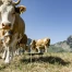 Un nouveau virus de la famille Simbu détecté chez des bovins suisses