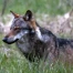Les attaques de loup aux Grisons reculent nettement fin juillet
