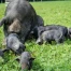 Le cochon noir des Alpes reconnu comme race autochtone en Suisse