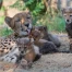 naissance de sextuplés de guépards au zoo de Bâle