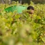 Vendanges 2026 à Bordeaux : une précocité jamais vue selon le CIVB