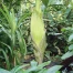 Arum titan sur le point de fleurir au jardin botanique de Bâle