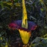 Bâle : une rare titanophore fleurit cette nuit au jardin botanique