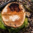 Sécheresse à Neuchâtel : 40 arbres abattus pour raisons de sécurité