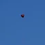 Un ballon rouge de Berlin parcourt 900 km jusqu’à Bialowieza