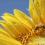 L'abeille mellifère sauvage en danger en Europe, selon une étude