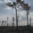 Amazonie : quelques espèces d’arbres clés pour la régénération forestière