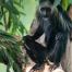 Colobes magistrats au zoo de Zurich : un singe très menacé