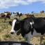 Sécheresse dans le Jura bernois : les agriculteurs appellent Berne