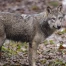 Tir autorisé d'un loup isolé dans la région de Varen-Crans (VS)