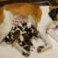 Huit chiots saint-bernard sont nés à Martigny, visibles dès le 21 septembre