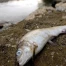 Forte mortalité de poissons aux étangs de Bonfol dans le Jura