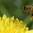 Le recul des glaciers favorise la transmission de maladies chez les abeilles