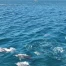 Océans mondiaux : un record de température atteint samedi