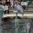Le zoo de Beauval abandonne son projet d’accueil de dauphins