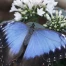 Les fortes chaleurs ternissent l’éclat du papillon morpho tropical