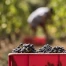 Cuvée 2026 : un millésime prometteur malgré la sécheresse